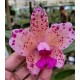 Cattleya Amethystoglossa Aurea Vassoural -  NBS