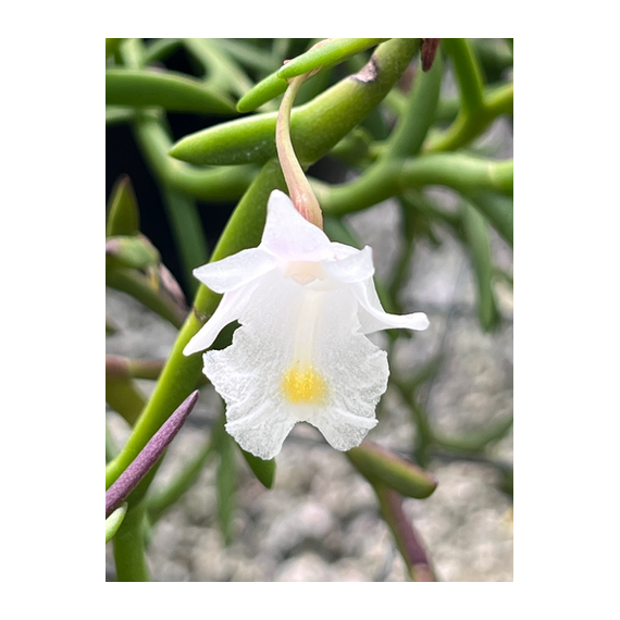 Dendrobium Section Aporum - AD