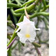 Dendrobium Section Aporum - AD