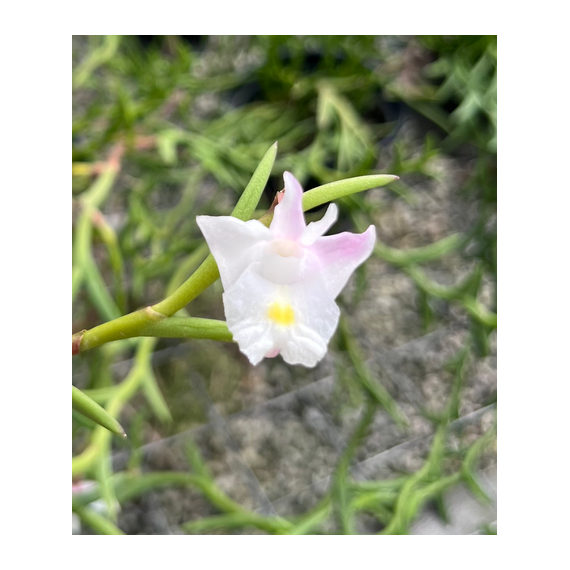 Dendrobium Section Aporum - AD