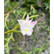 Dendrobium Section Aporum - AD