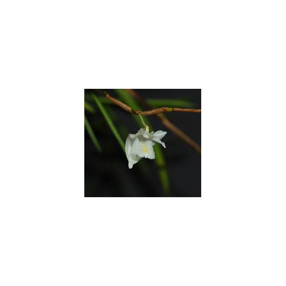 Dendrobium Section Aporum - AD