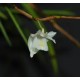 Dendrobium Section Aporum - AD