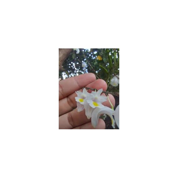 Dendrobium Section Aporum - AD
