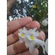 Dendrobium Section Aporum - AD