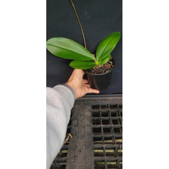 Phalaenopsis Amabilis - Haste Floral