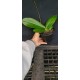 Phalaenopsis Amabilis - Haste Floral