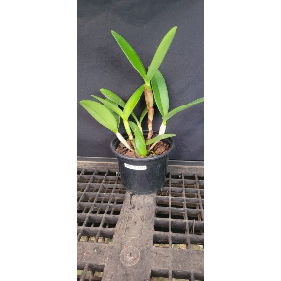 Cattleya Bactia Grape Wax - AD