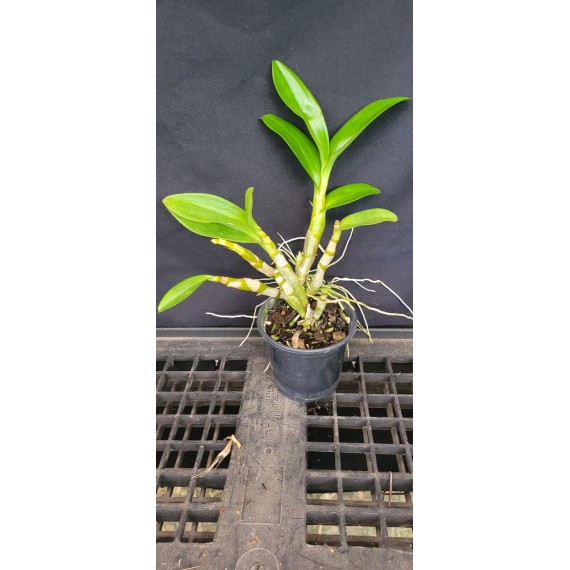 Dendrobium Discolor