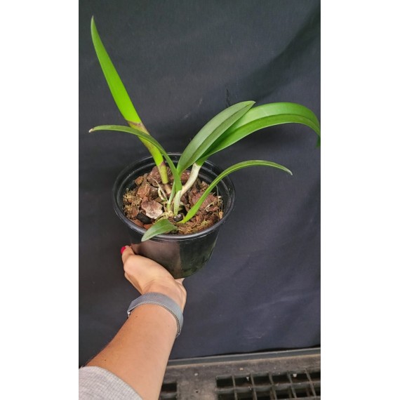 Bc. Yu Tong Star - AD (ganhe placa madeira de lei)