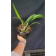 Bc. Yu Tong Star - AD (ganhe placa madeira de lei)