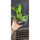 Cattlianthe Mini Doris Red Dragon - AD