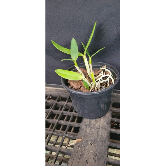 Cattleya Harrisoniana Alba Pelorica