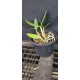 Cattleya Harrisoniana Alba Pelorica