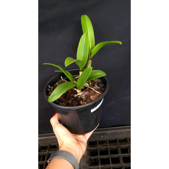 Bc. Hawaiian Star - AD