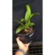 Bc. Hawaiian Star - AD