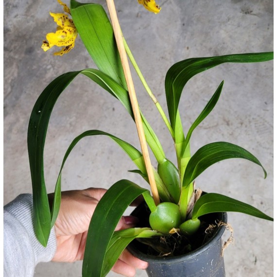Odontocidium Tiger Crown - AD