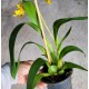 Odontocidium Tiger Crown - AD