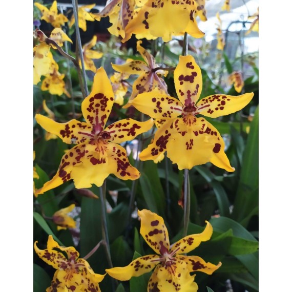 Odontocidium Tiger Crown - AD