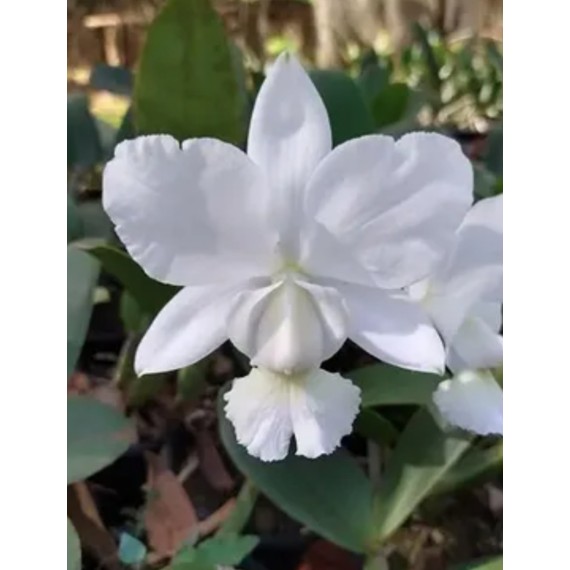 Cattleya Dolosa Alba - AD