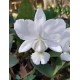 Cattleya Dolosa Alba - AD
