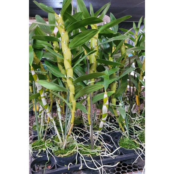 Dendrobium Smiley Fantasy - PERFUMADO