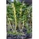 Dendrobium Smiley Fantasy - PERFUMADO