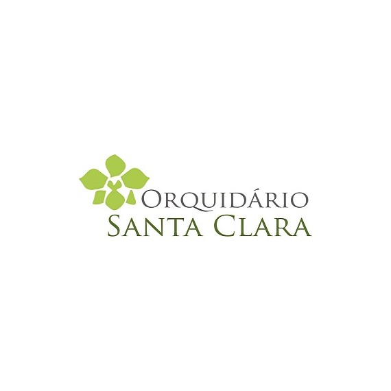 KIT 5 Meia Face Sansão do Campo 10/12 cm
