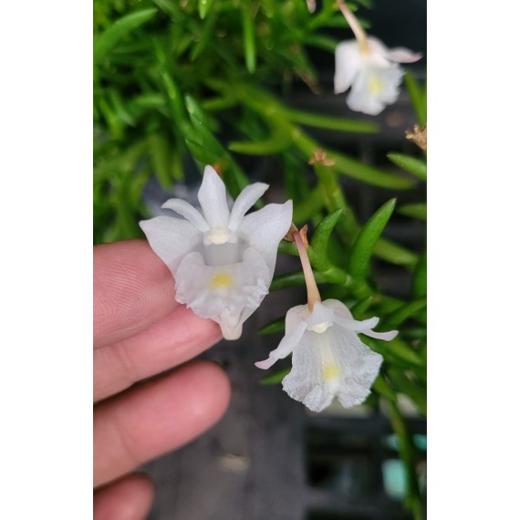 Dendrobium Section Aporum - AD