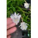 Dendrobium Section Aporum - AD
