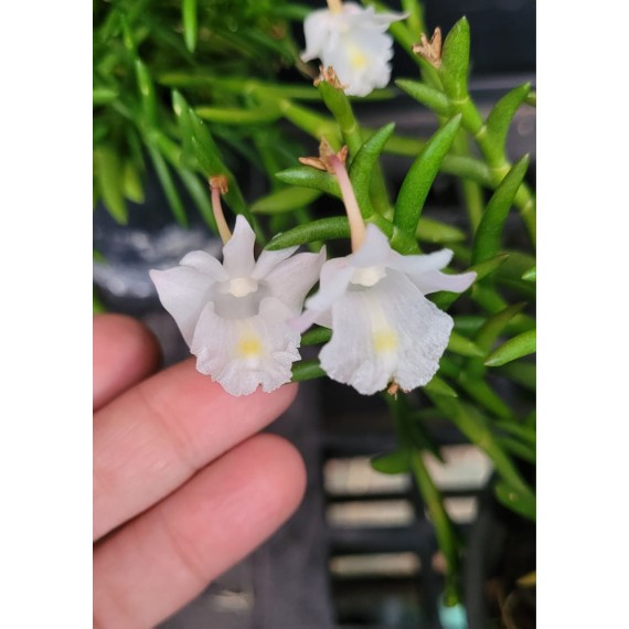 Dendrobium Section Aporum - AD