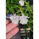 Dendrobium Section Aporum - AD