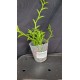 Dendrobium Section Aporum - AD