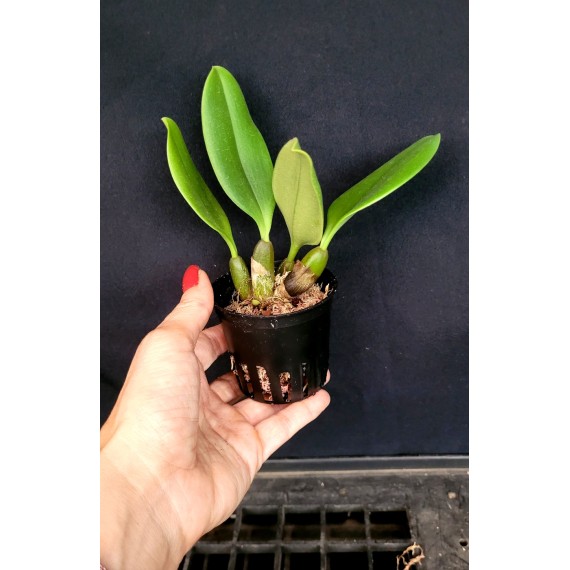 Bulbophyllum Meen Garuda  - AD