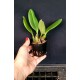 Bulbophyllum Meen Garuda  - AD