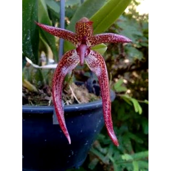 Bulbophyllum Meen Garuda  - AD