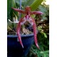 Bulbophyllum Meen Garuda  - AD