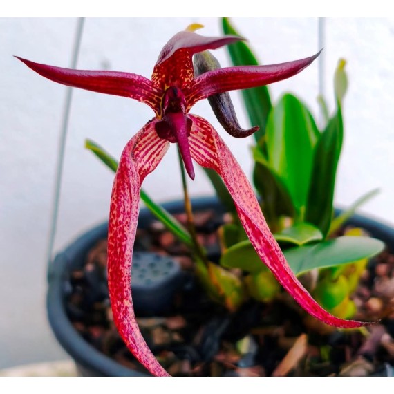 Bulbophyllum Meen Garuda  - AD