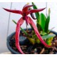 Bulbophyllum Meen Garuda  - AD
