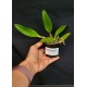 Bulbophyllum Claptonense x Frostii - AD