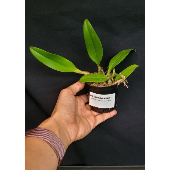 Bulbophyllum Claptonense x Frostii - AD