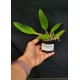 Bulbophyllum Claptonense x Frostii - AD
