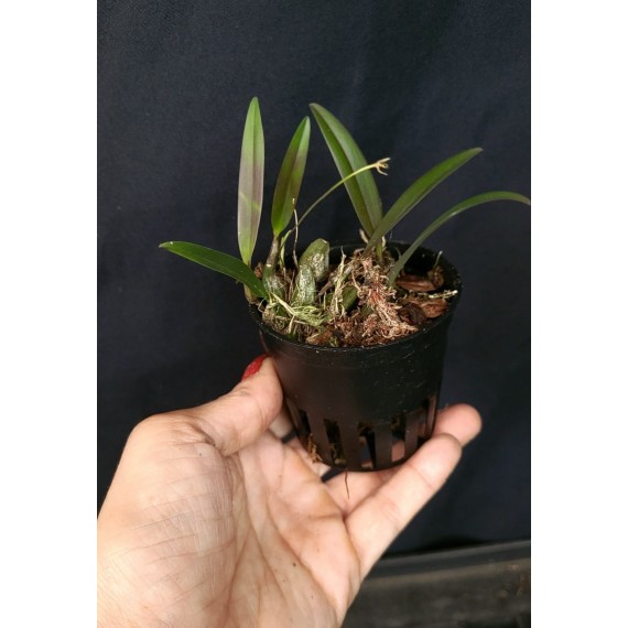 Bulbophyllum Aff Sketianum - AD