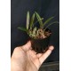 Bulbophyllum Aff Sketianum - AD