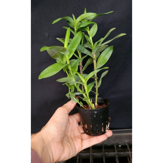Dendrobium Sororium - Ad