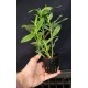Dendrobium Sororium - Ad
