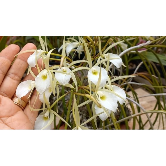 Brassavola Tuberculata - AD (no cachepo)