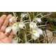 Brassavola Tuberculata - AD (no cachepo)