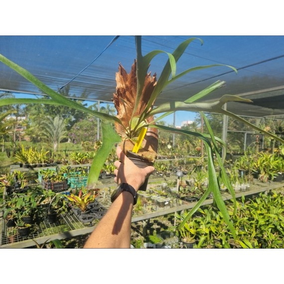 Platycerium Wolverine