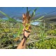 Platycerium Wolverine